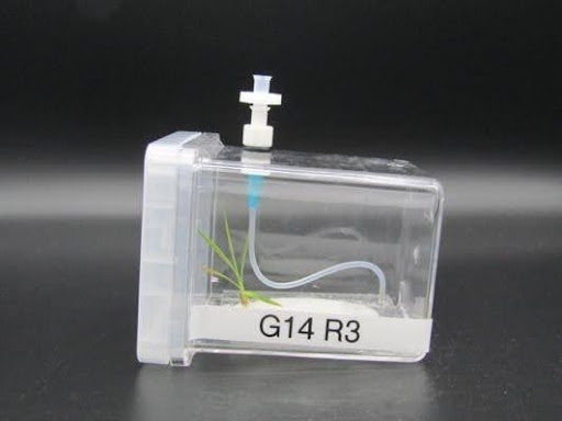 Photo of a small green plant growing in a plastic mini-ecosystem.