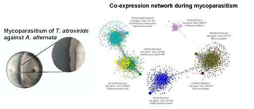 Two side by side images, one showing a microscope close ups of mycoparasitism occurring between the dicer-2 gene knock-out mutant of T. atroviride when interacting with A. alternata. The second image is a visual representation of genetic co-expression network during mycoparasitism, with groups of color-coded dots clustering around different functions.