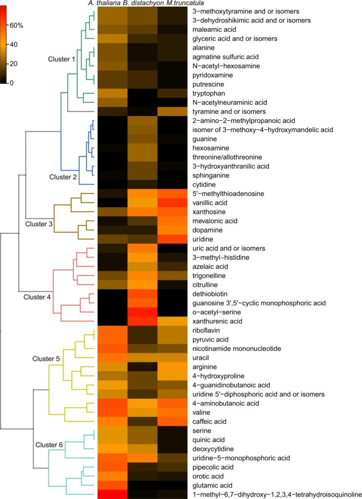 Heatmap graph showing clustering of certain common metabolites between three distinct plant species.